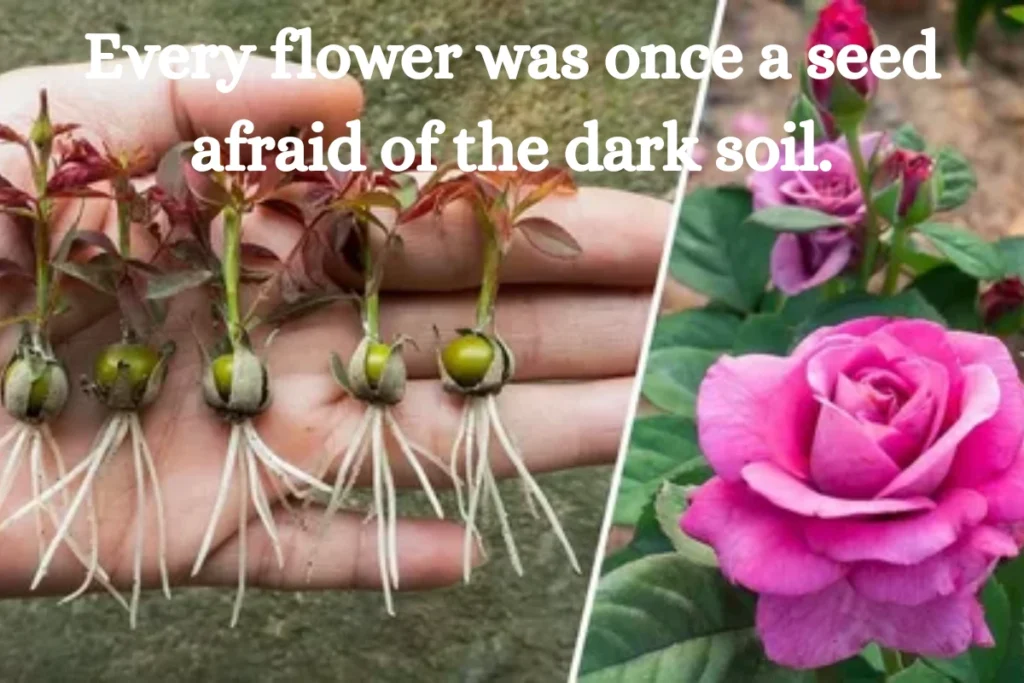 Flower Quotes About Growth